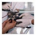 /album/animal-abuse-and-testing/michigan-shelter-animals-sold-for-research-21348973-1-jpg1/